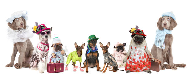 grupa psów ubranych w ubrania - weimaraner dog animal domestic animals zdjęcia i obrazy z banku zdjęć