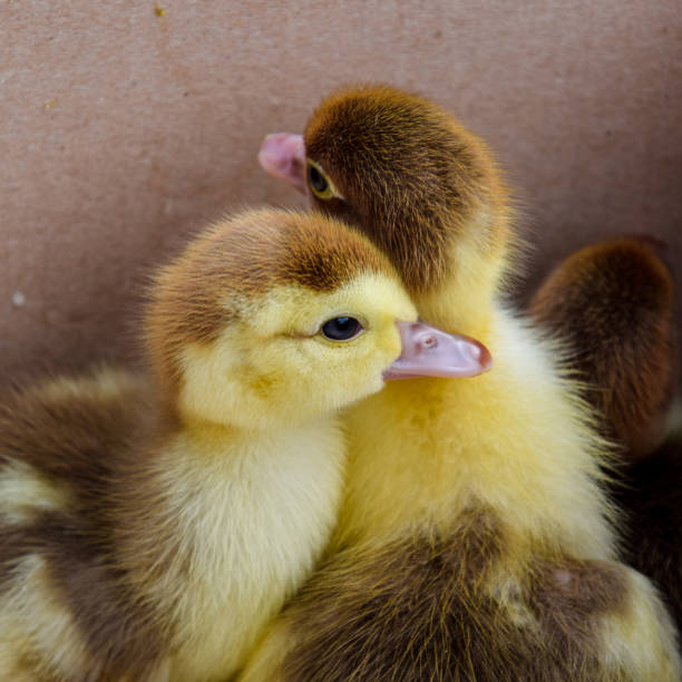 istock Ducklings of a musky duck 1126473843