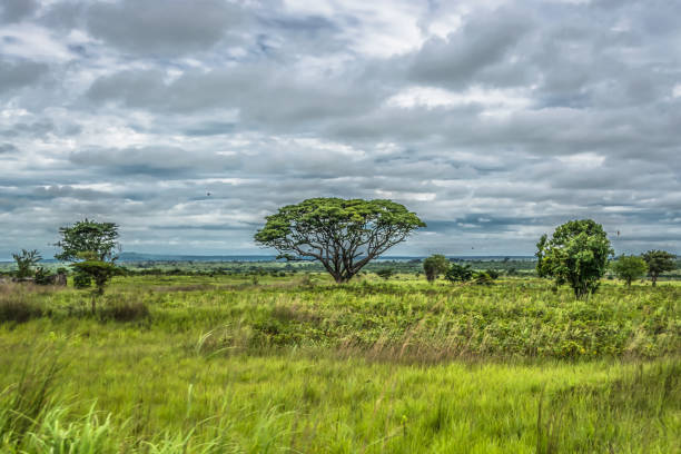 istock View with typical tropical landscape, trees and other types of vegetation 1126474359