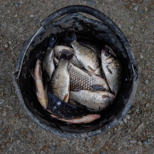 River fish in a plastic bucket. Fish catch. Carp and carp. Weed