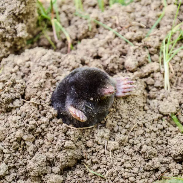 mole climbs out of the hole. Black mole. A mound of earth from a mole. An underground animal is a mole