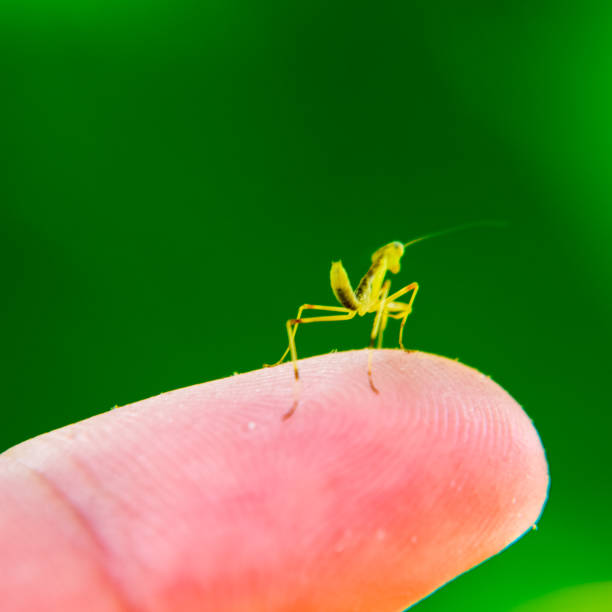 istock Larva of the mantis. Nymph mantis, Growing insect. 1126475631
