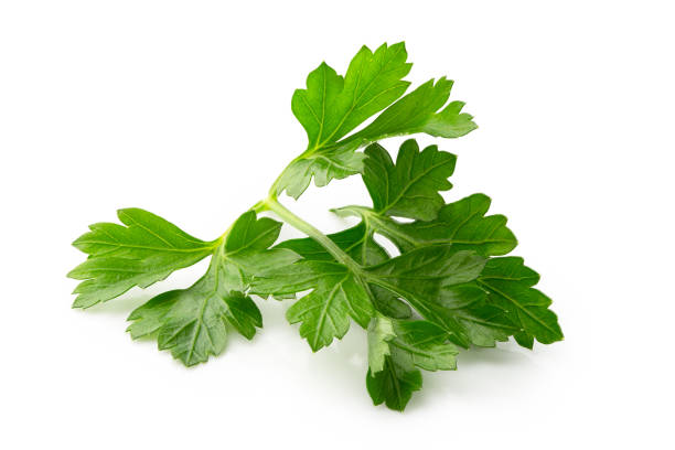 Freshly picked parsley leaves isolated on white.