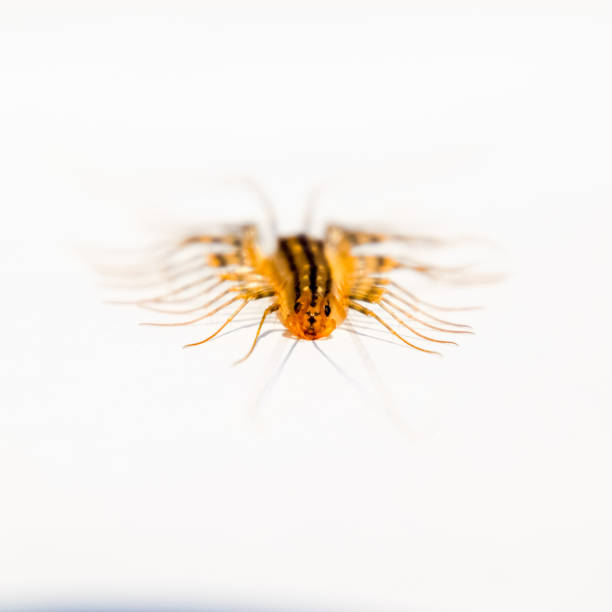 флайкэтчер. скутиггера колеоптрата. многоножка мухоловка, хищник насекомых - vile стоковые фото и изображения