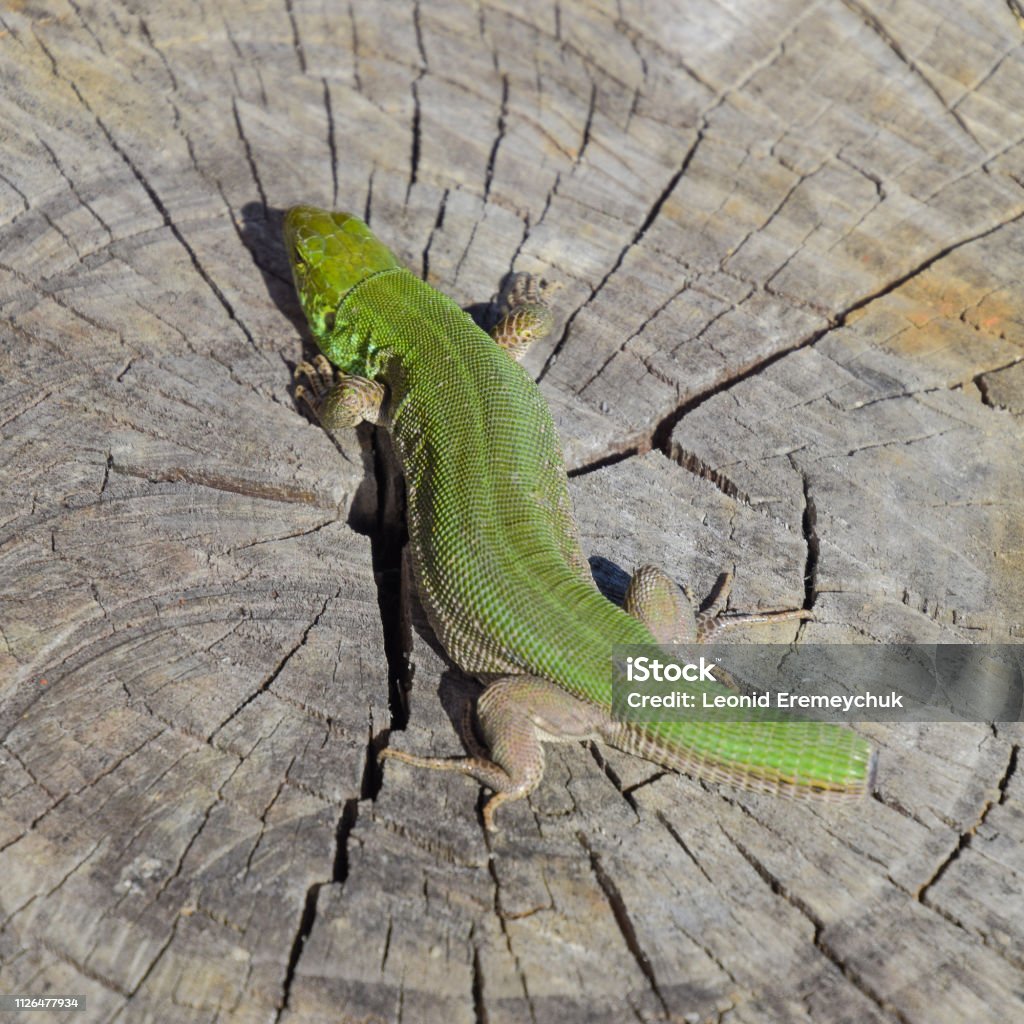 Một Con Thằn Lằn Xanh Nhanh Bình Thường Thằn Lằn Trên Vết Cắt Của ...