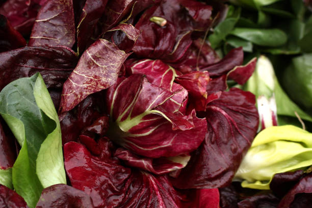 Purple lettuce macro