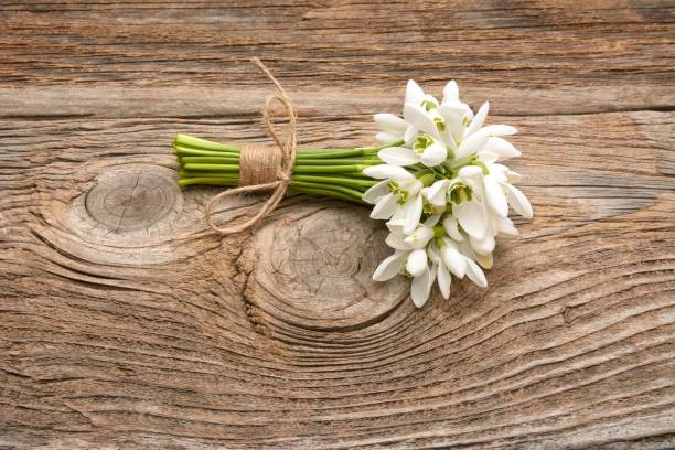 istock Snowdrops bunch on wooden background 1126479191