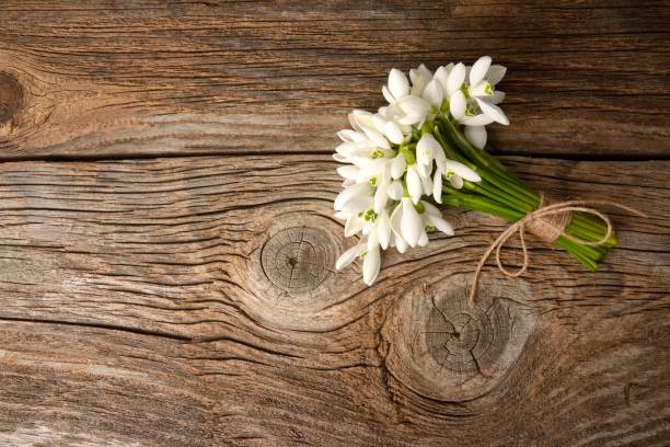 istock Snowdrops bunch on wooden background 1126479248