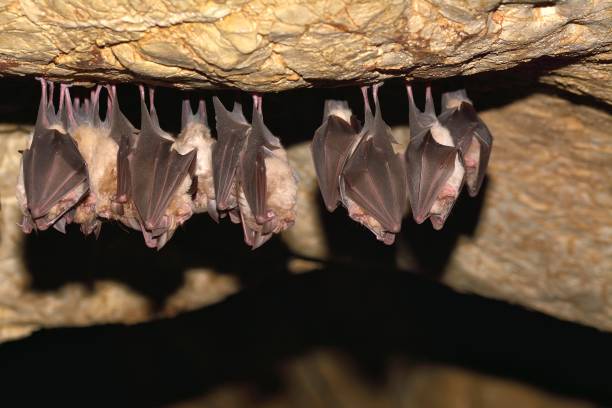 istock Groups of sleeping bats in cave - Lesser mouse-eared bat (Myotis blythii) and (Rhinolophus hipposideros) - Lesser Horseshoe Bat 1126479357