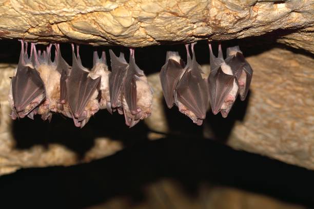 Groups of sleeping bats in cave - Lesser mouse-eared bat (Myotis blythii) and (Rhinolophus hipposideros) - Lesser Horseshoe Bat Groups of sleeping bats in cave - Lesser mouse-eared bat (Myotis blythii) and (Rhinolophus hipposideros) - Lesser Horseshoe Bat mouse eared bat photos stock pictures, royalty-free photos & images