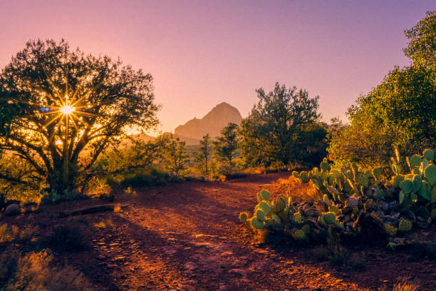 дерево с закатом старберст - sun lens flare sedona desert стоковые фото и изображения