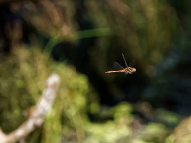 Photo of dragonfly flying over a swamp