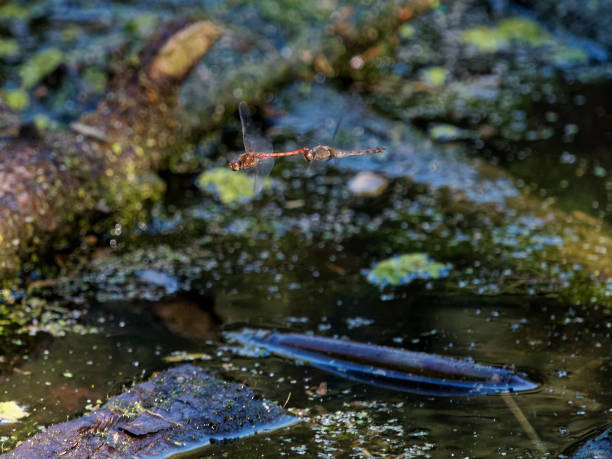 istock two dragonfly flying over a swamp 1126481297
