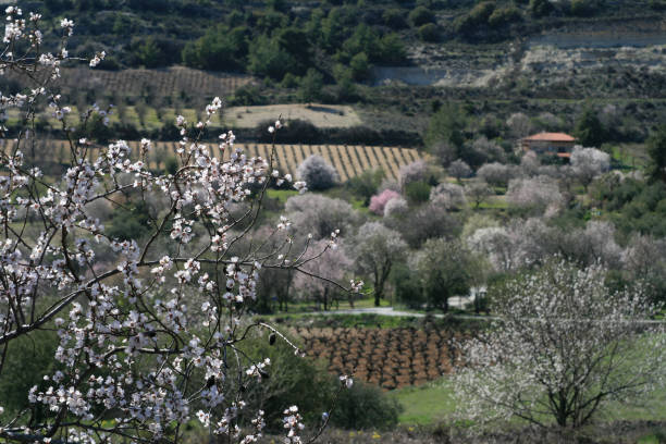 istock Blossoming almond trees in the mountains 1126482165