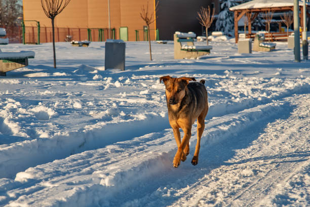 The abandoned dog runs in the snow