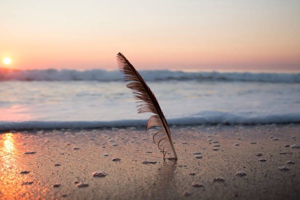 istock Sunset on the sea, with a bird feather 1126484241