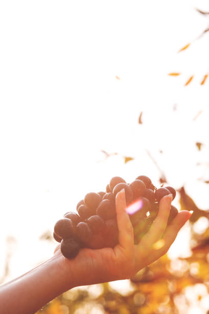 Woman's hand with fresh black grapes