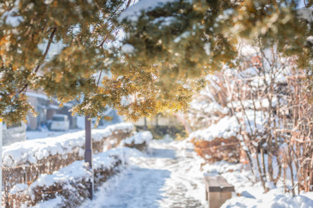 istock White Snow in Winter in Japan 1126485278