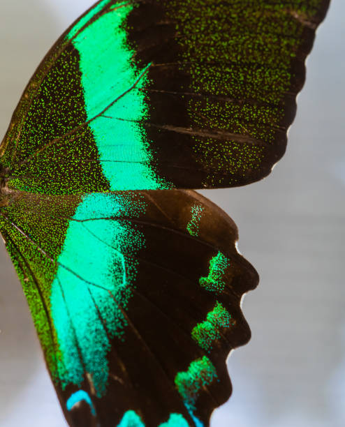 istock Half side wing of a death green butterfly 1126485343