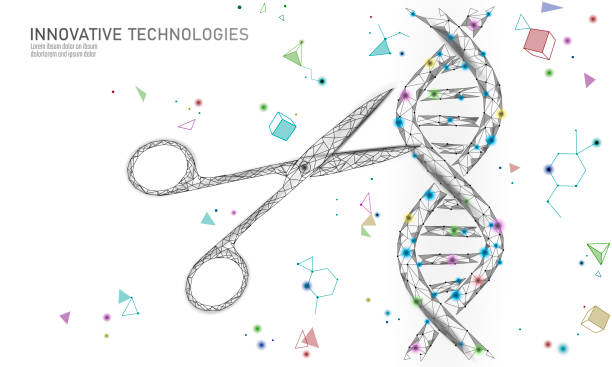 illustrations, cliparts, dessins animés et icônes de structure de l’adn 3d édition concept de médecine. poly faible triangle polygonale gène thérapie guérison maladie génétique. ogm génie crispr cas9 innovation technologie moderne science bannière illustration vectorielle - genetic modification illustrations