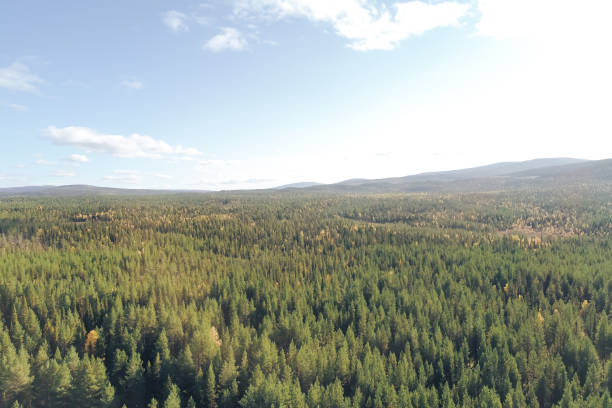 istock Forest and Trees with Yellow Autumn Foliage Mixed with Green Coniferous Trees 1126486133