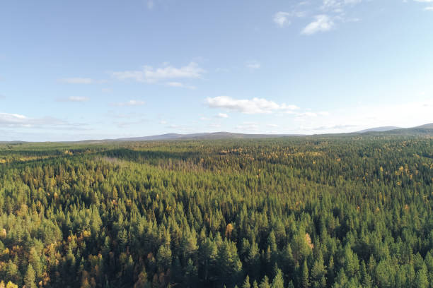 istock Forest and Trees with Yellow Autumn Foliage Mixed with Green Coniferous Trees 1126486187
