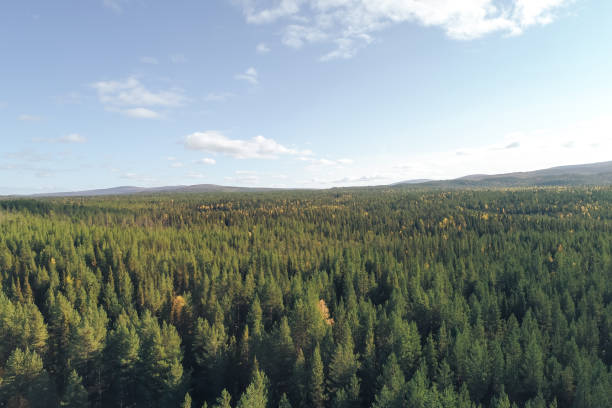 istock Forest and Trees with Yellow Autumn Foliage Mixed with Green Coniferous Trees 1126486202