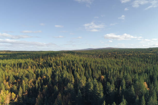 istock Forest and Trees with Yellow Autumn Foliage Mixed with Green Coniferous Trees 1126486224