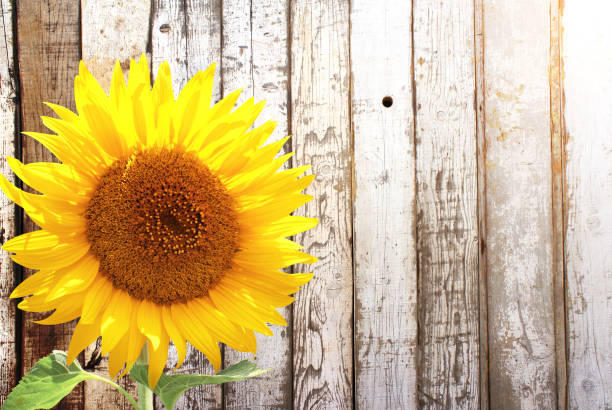 istock Sunflower and rustic wooden fence 1126488412