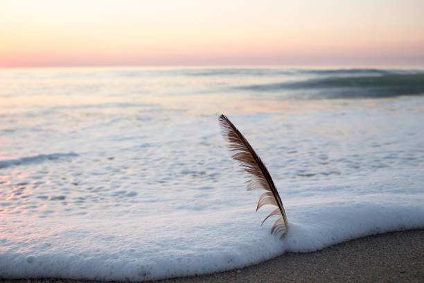 Bird feather buried in the sand of the beach, during a colorful sunset