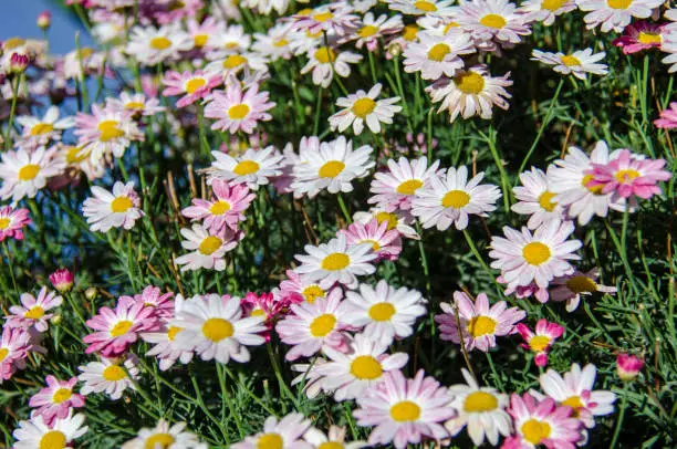 Pink daisies and white daisies in a field