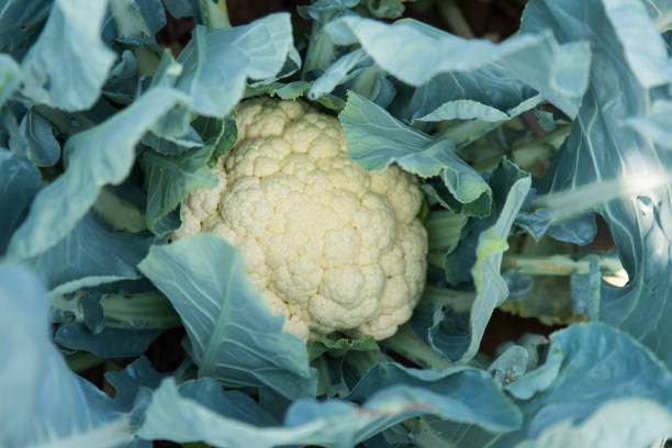 istock Fresh Cauliflower In The Field 1126490847