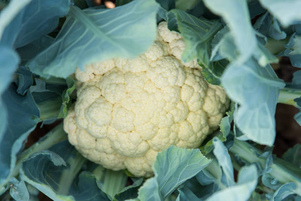 istock Fresh Cauliflower In The Field 1126490854