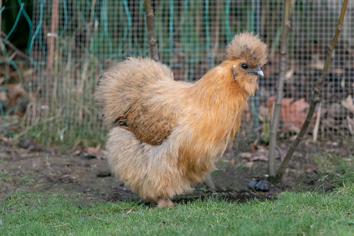 close up of silk chicken walk on the green grass and looking for something in the garden.