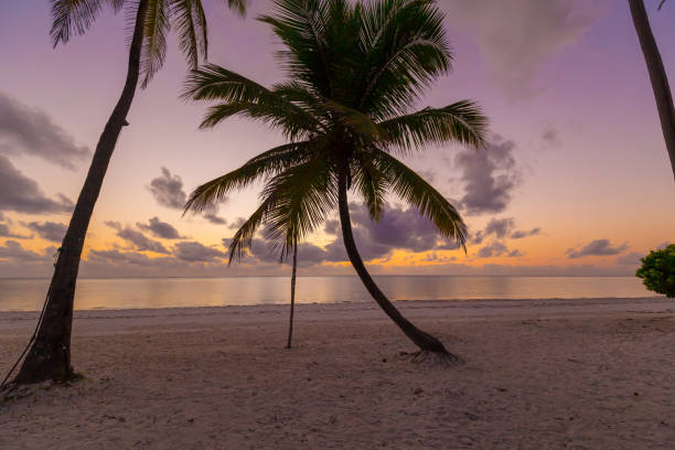 istock Zanzibar, landscape sea, beach, sunset 1126495000
