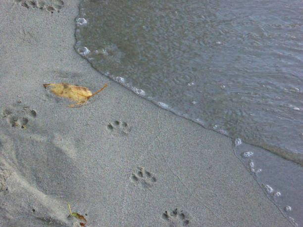 psy łapy drukuje w piaszczystej plaży z wodą - dog paw print beach footprint zdjęcia i obrazy z banku zdjęć