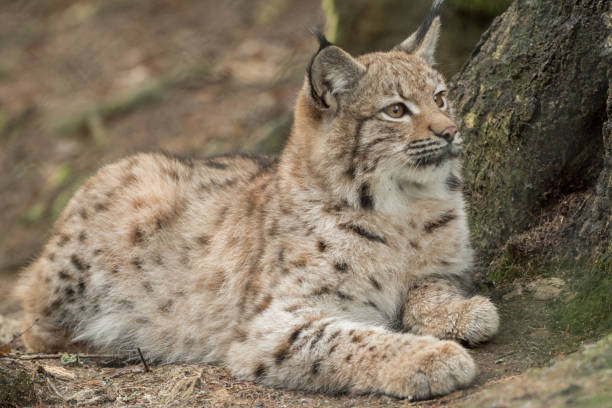 istock A young lynx is attentively in the forest 1126498404