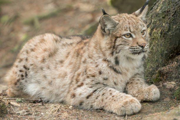 istock A young lynx is attentively in the forest 1126498542