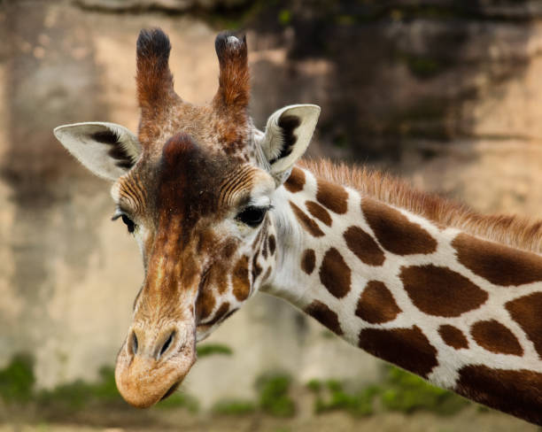 istock Close-up of a Giraffe 1126498643