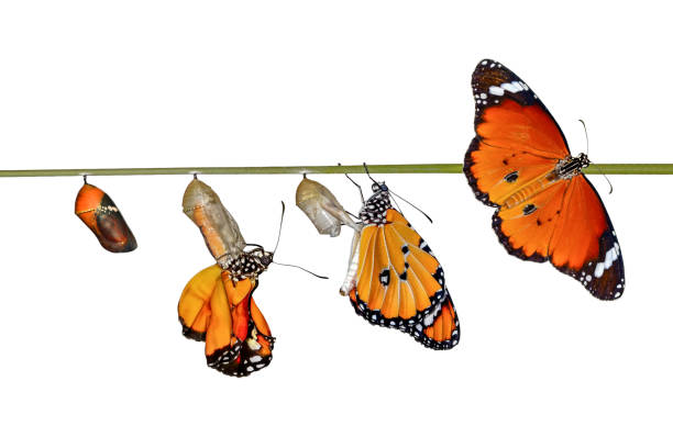 istock Amazing moment ,Monarch butterfly emerging from its chrysalis 1126498772