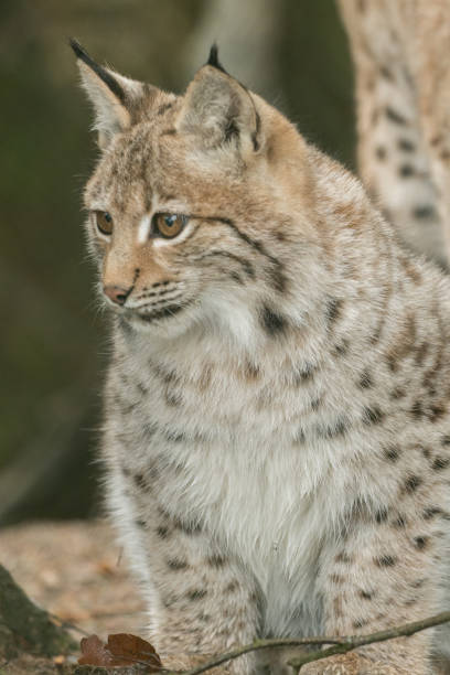 istock A young lynx is attentively in the forest 1126498872