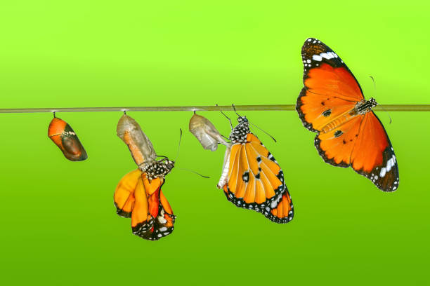 istock Amazing moment ,Monarch butterfly emerging from its chrysalis 1126498880