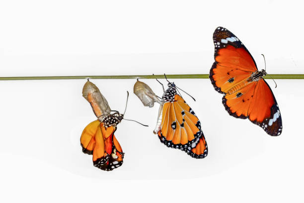 istock Amazing moment ,Monarch butterfly emerging from its chrysalis 1126498956