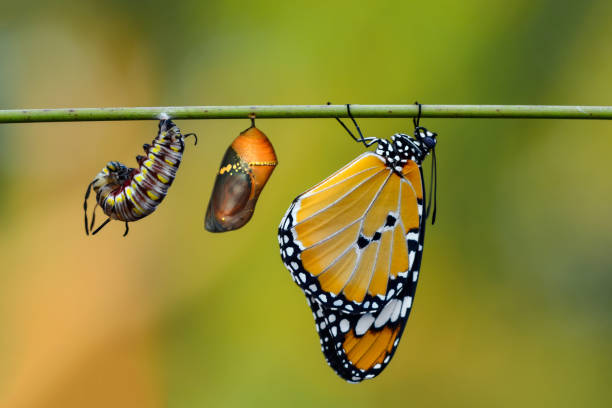 istock Amazing moment ,Monarch butterfly emerging from its chrysalis 1126498999