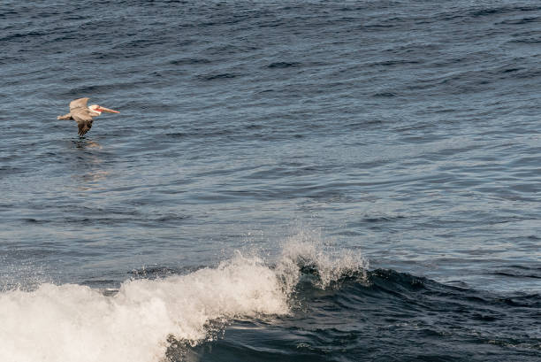 istock Brown Pelican flying Over the Pacific Ocean with Waves 1126502419