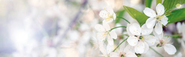 istock Blooming cherry branch in the spring garden at the wedding ceremony. 1126502464