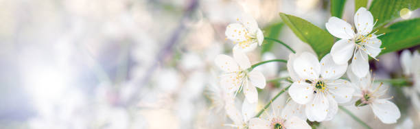 istock Blooming cherry branch in the spring garden at the wedding ceremony. 1126502465