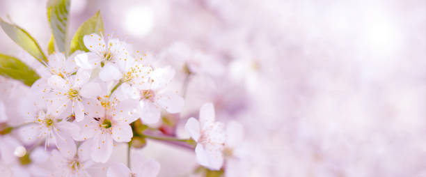 istock Blooming cherry branch in the spring garden at the wedding ceremony. 1126503735