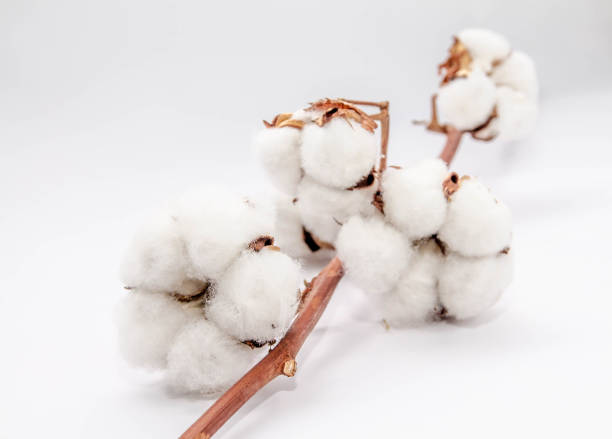 istock natural cotton flowers on white grey background 1126504094