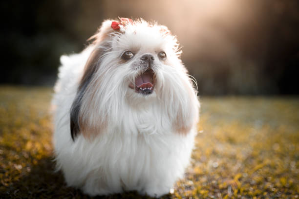 retrato de perro lindo lhasa apso - lhasa fotografías e imágenes de stock
